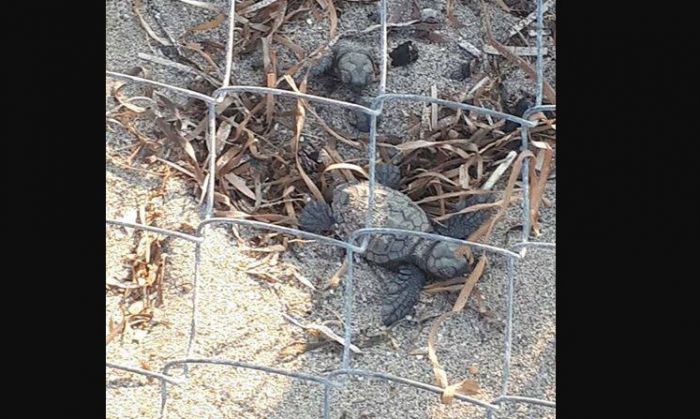 Βγήκαν τα χελωνάκια στον Ατσίγγανο! (εικόνες)