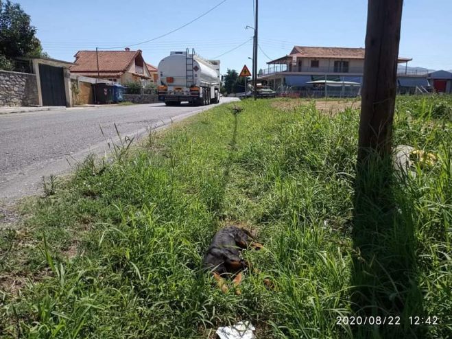Σκυλάκι χτυπήθηκε από αυτοκίνητο και πέθανε αβοήθητο στην Τεγέα (εικόνες)