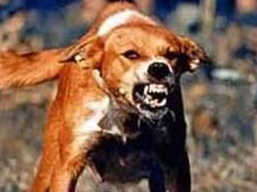 Ά&rho;&theta;&rho;&omicron; - &Lambda;ύ&sigma;&sigma;&alpha;, &xi;&alpha;&nu;ά &sigma;&tau;&omicron; &pi;&rho;&omicron;&sigma;&kappa;ή&nu;&iota;&omicron;!