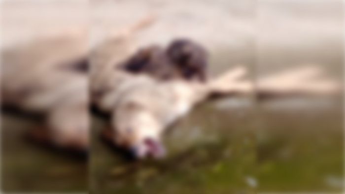 Δήμος Τρίπολης: &quot;Γιατί η φιλοζωική που δημοσίευσε το βίντεο δεν ενημέρωσε τις αρμόδιες αρχές; Ψευδείς ισχυρισμοί ότι το ζώο βρέθηκε κοντά στο Καταφύγιο&quot;