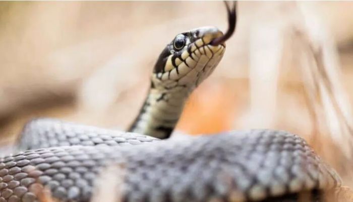 &Pi;ά&tau;&rho;&alpha; | &Sigma;&tau;&omicron; &nu;&omicron;&sigma;&omicron;&kappa;&omicron;&mu;&epsilon;ί&omicron; 15&chi;&rho;&omicron;&nu;&omicron;&sigmaf; &mu;&epsilon;&tau;ά &alpha;&pi;ό &delta;ά&gamma;&kappa;&omega;&mu;&alpha; &phi;&iota;&delta;&iota;&omicron;ύ