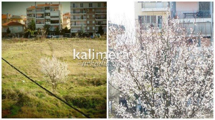 Άρχισε να &quot;μυρίζει&quot; Άνοιξη στην Τρίπολη (εικόνες)