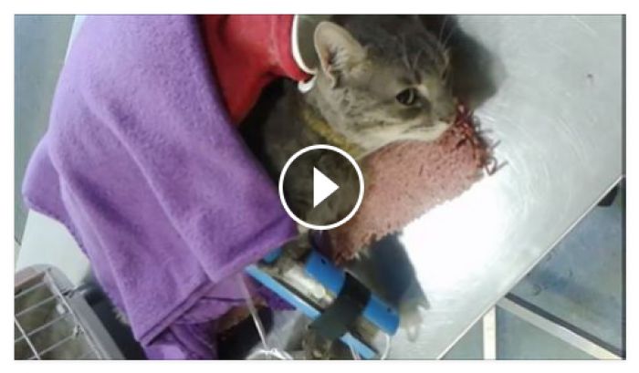 Γάτος χαροπαλεύει έπειτα από επίθεση που δέχθηκε με πιεστικό νερού (vd)