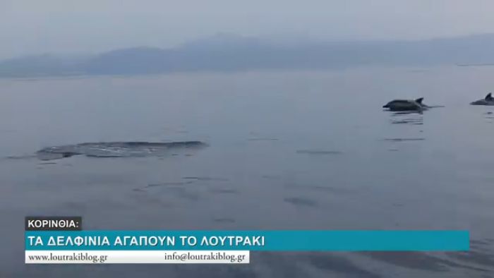 Φανταστικό θέαμα με δελφίνια στο Λουτράκι! (vd)