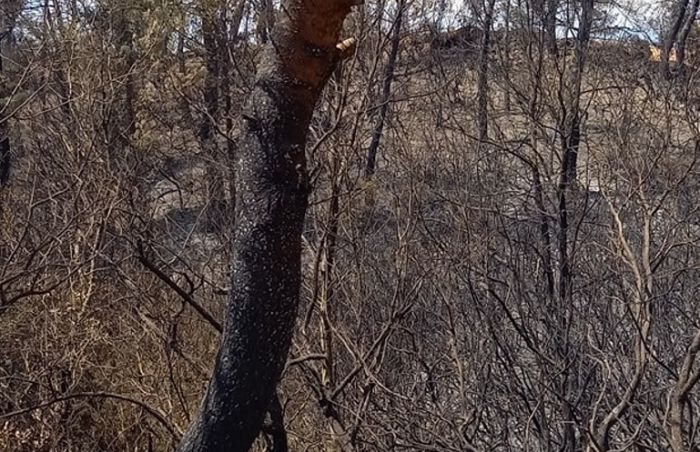 Δάσος Κάπελης | Σιγοκαίνε κορμοί δένδρων, πολλές μικροεστίες φωτιάς - Χρειάζεται προσοχή (vd)