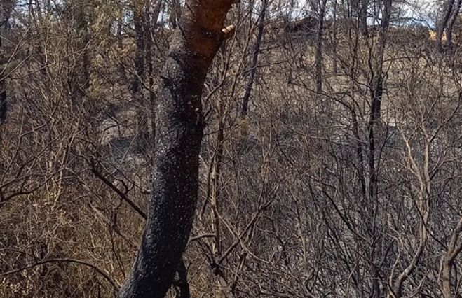 Δάσος Κάπελης | Σιγοκαίνε κορμοί δένδρων, πολλές μικροεστίες φωτιάς - Χρειάζεται προσοχή (vd)