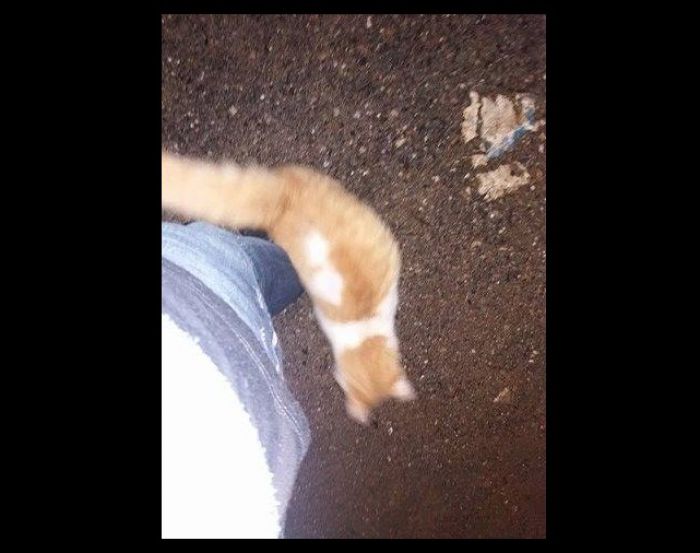 Χάθηκαν ... μυστηριωδώς δύο γατάκια στην Τρίπολη!