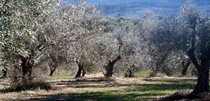 Ανησυχία Πετράκου για την άρνηση της Κυβέρνησης να δώσει επιπλέον χρηματοδότηση για τη δακοκτονία - "Όχι παιχνίδια με το εισόδημα των ελαιοπαραγωγών"