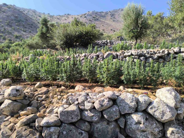 Πάνω από 2.500 δενδρύλλια κάνναβης εντοπίστηκαν στη Λακωνία!