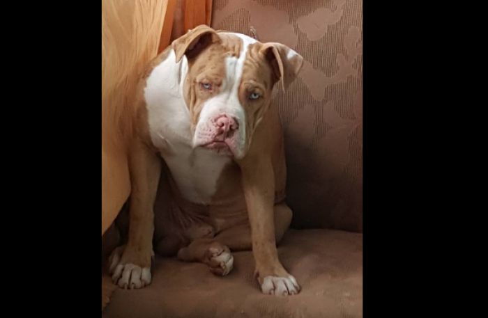 &Sigma;&kappa;ύ&lambda;&omicron;&sigmaf; &chi;ά&theta;&eta;&kappa;&epsilon; &sigma;&tau;&omicron; &Nu;&epsilon;&omicron;&chi;ώ&rho;&iota; &Alpha;&rho;&kappa;&alpha;&delta;ί&alpha;&sigmaf; - &Theta;&alpha; &delta;&omicron;&theta;&epsilon;ί &alpha;&mu;&omicron;&iota;&beta;ή &sigma;&epsilon; ό&pi;&omicron;&iota;&omicron;&nu; &tau;&omicron;&nu; &beta;&rho;&epsilon;&iota;!