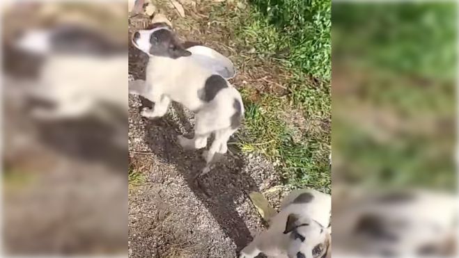 Φιλοζωικός Σύλλογος Τρίπολης | Καταγγελία για εγκαταλειμμένα κουταβάκια στην περιοχή της Νεστάνης (vd)