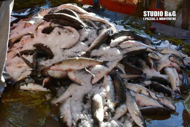 Γέμισε με δυο τόνους ψάρια το λιμάνι της Νέας Κίου! (vd)