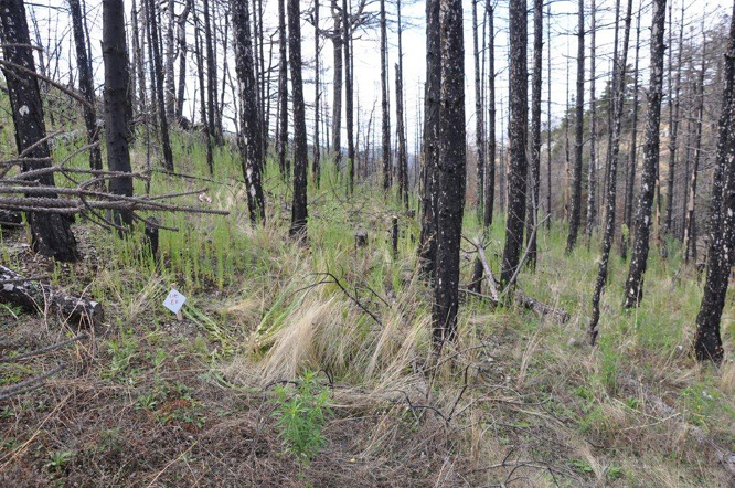 &Pi;ά&rho;&nu;&omega;&nu;&alpha;&sigmaf; - &Epsilon;&rho;&omega;&tau;&eta;&mu;&alpha;&tau;&omicron;&lambda;ό&gamma;&iota;&omicron; &alpha;&xi;&iota;&omicron;&lambda;ό&gamma;&eta;&sigma;&eta;&sigmaf; &delta;&omicron;&mu;&eta;&mu;έ&nu;&eta;&sigmaf; &pi;&rho;&omicron;&sigma;έ&gamma;&gamma;&iota;&sigma;&eta;&sigmaf; &gamma;&iota;&alpha; &tau;&eta;&nu; &alpha;&pi;&omicron;&kappa;&alpha;&tau;ά&sigma;&tau;&alpha;&sigma;&eta; &delta;&alpha;&sigma;ώ&nu; &mu;&alpha;ύ&rho;&eta;&sigmaf; &pi;&epsilon;ύ&kappa;&eta;&sigmaf;