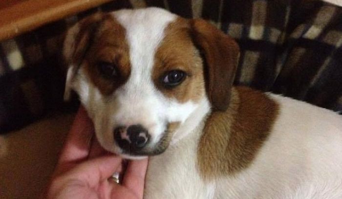 &Mu;&iota;&kappa;&rho;ό&sigma;&omega;&mu;&omicron; &sigma;&kappa;&upsilon;&lambda;ά&kappa;&iota; &beta;&rho;έ&theta;&eta;&kappa;&epsilon; &sigma;&tau;&eta;&nu; &Tau;&rho;ί&pi;&omicron;&lambda;&eta; - &Tau;&omicron; έ&chi;&alpha;&sigma;&epsilon; &kappa;ά&pi;&omicron;&iota;&omicron;&sigmaf;;