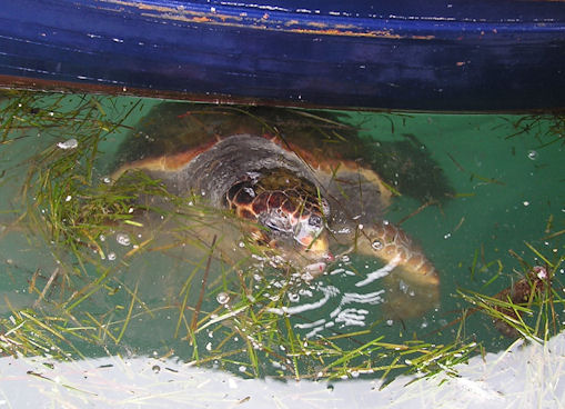 &Tau;&omicron; &zeta;ώ&omicron; &tau;&eta;&sigmaf; &epsilon;&beta;&delta;&omicron;&mu;ά&delta;&alpha;&sigmaf;: &Kappa;&alpha;&rho;έ&tau;&alpha; (Caretta caretta)
