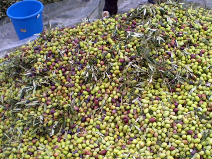 &Epsilon;&pi;&epsilon;&rho;ώ&tau;&eta;&sigma;&eta; &Nu;&iota;&kappa;&omicron;&lambda;ά&kappa;&omicron;&upsilon; &gamma;&iota;&alpha; &tau;&iota;&sigmaf; "&epsilon;&xi;&alpha;&iota;&rho;&epsilon;&tau;&iota;&kappa;ά &chi;&alpha;&mu;&eta;&lambda;έ&sigmaf; &tau;&iota;&mu;έ&sigmaf; &sigma;&tau;&omicron; &epsilon;&lambda;&alpha;&iota;ό&lambda;&alpha;&delta;&omicron;"