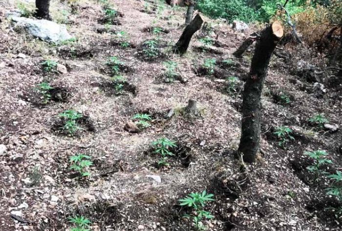 &Phi;&upsilon;&tau;&epsilon;ί&alpha; &kappa;ά&nu;&nu;&alpha;&beta;&eta;&sigmaf; &epsilon;&nu;&tau;&omicron;&pi;ί&sigma;&tau;&eta;&kappa;&epsilon; &sigma;&epsilon; &delta;&alpha;&sigma;&iota;&kappa;ή &pi;&epsilon;&rho;&iota;&omicron;&chi;ή &tau;&eta;&sigmaf; &Mu;&epsilon;&gamma;&alpha;&lambda;ό&pi;&omicron;&lambda;&eta;&sigmaf; (&epsilon;&iota;&kappa;ό&nu;&epsilon;&sigmaf;)