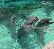 Ό&tau;&alpha;&nu; &eta; &alpha;&gamma;ά&pi;&eta; &gamma;&iota;&alpha; &tau;&alpha; &zeta;ώ&alpha; &epsilon;ί&nu;&alpha;&iota; &eta; &kappa;&alpha;&lambda;ύ&tau;&epsilon;&rho;&eta; &theta;&epsilon;&rho;&alpha;&pi;&epsilon;ί&alpha;:
&laquo;&Zeta;&omega;&omicron;&theta;&epsilon;&rho;&alpha;&pi;&epsilon;ί&alpha;&raquo; (Animal / Pet Therapy)