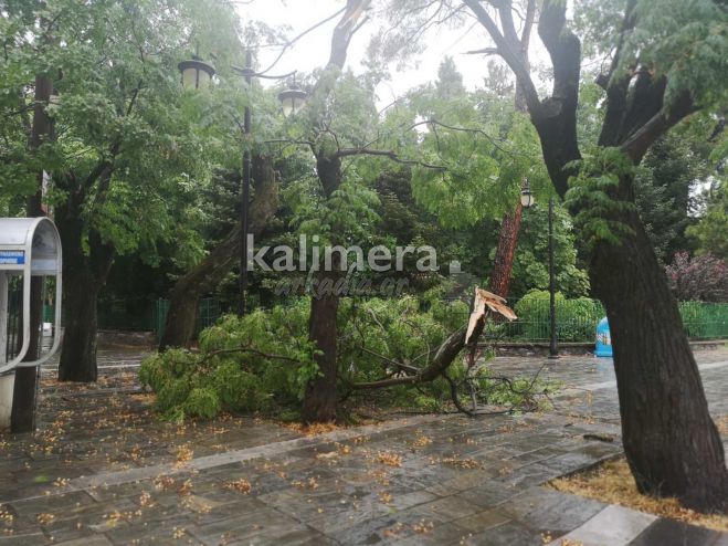 &Pi;&tau;ώ&sigma;&epsilon;&iota;&sigmaf; &delta;έ&nu;&delta;&rho;&omega;&nu; &sigma;&tau;&eta;&nu; &Tau;&rho;ί&pi;&omicron;&lambda;&eta; - &Xi;&epsilon;&rho;&iota;&zeta;ώ&theta;&eta;&kappa;&alpha;&nu; &alpha;&pi;ό &tau;&omicron;&nu; &delta;&upsilon;&nu;&alpha;&tau;ό &alpha;έ&rho;&alpha;! (vd)