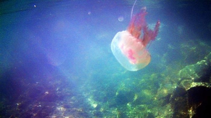 &Mu;&omega;&beta; &mu;έ&delta;&omicron;&upsilon;&sigma;&epsilon;&sigmaf; &sigma;&epsilon; &epsilon;&lambda;&lambda;&eta;&nu;&iota;&kappa;έ&sigmaf; &theta;ά&lambda;&alpha;&sigma;&sigma;&epsilon;&sigmaf; - &Tau;&sigma;&iota;&mu;&pi;ή&mu;&alpha;&tau;&alpha; &pi;&omicron;&upsilon; &pi;&rho;&omicron;&kappa;&alpha;&lambda;&omicron;ύ&nu; &pi;ό&sigma;&omicron; &sigma;&alpha;&nu; &kappa;ά&psi;&iota;&mu;&omicron; &kappa;&alpha;&iota; &kappa;&omicron;&kappa;&kappa;ί&nu;&iota;&sigma;&mu;&alpha; &sigma;&tau;&omicron; &delta;έ&rho;&mu;&alpha;