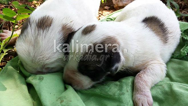 &Chi;&alpha;&rho;ί&zeta;&omicron;&nu;&tau;&alpha;&iota; &kappa;&omicron;&upsilon;&tau;&alpha;&beta;ά&kappa;&iota;&alpha; &pi;&omicron;&upsilon; &beta;&rho;έ&theta;&eta;&kappa;&alpha;&nu; &pi;&alpha;&rho;&alpha;&mu;&epsilon;&lambda;&eta;&mu;έ&nu;&alpha; &sigma;&tau;&eta; &Beta;&lambda;&alpha;&chi;&omicron;&kappa;&epsilon;&rho;&alpha;&sigma;&iota;ά (&epsilon;&iota;&kappa;ό&nu;&epsilon;&sigmaf;)