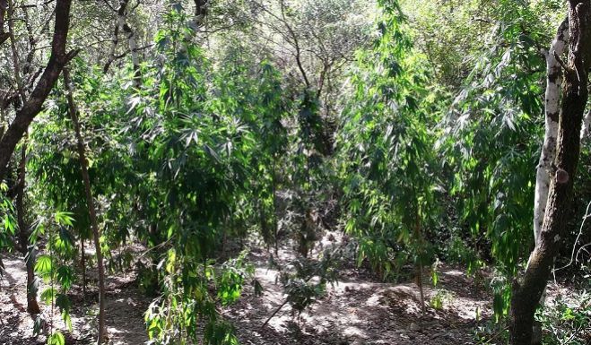 Χασισοφυτεία με 351 δενδρύλλια και 8,5 κιλά κάνναβης εντόπισε η Αστυνομία στη Μεσσηνία!