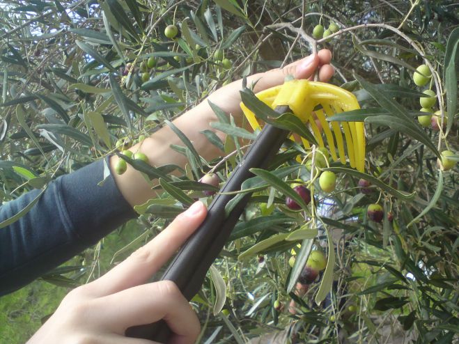 &Alpha;&rho;&kappa;&alpha;&delta;ί&alpha; | &Sigma;&epsilon; 5 &pi;&rho;&omicron;&sigma;&lambda;ή&psi;&epsilon;&iota;&sigmaf; &pi;&rho;&omicron;&chi;&omega;&rho;ά &eta; &Pi;&epsilon;&rho;&iota;&phi;έ&rho;&epsilon;&iota;&alpha; &Pi;&epsilon;&lambda;&omicron;&pi;&omicron;&nu;&nu;ή&sigma;&omicron;&upsilon;