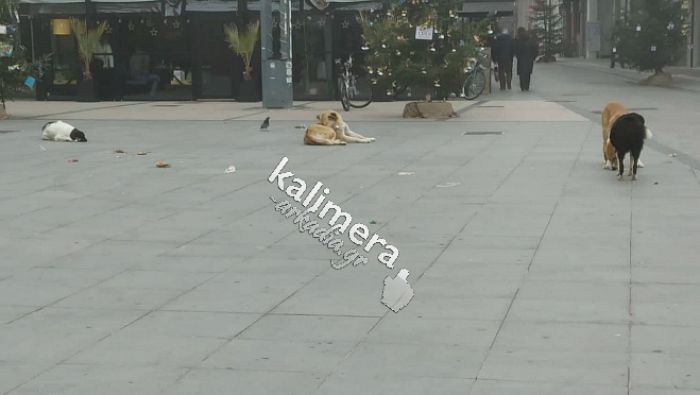 Πανελλαδική Φιλοζωική Ομοσπονδία: "Καλούμε τους Δήμους να παρέχουν τροφή στα αδέσποτα, όσο διαρκούν οι απαγορεύσεις"