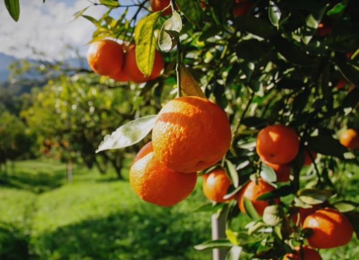 Αρκαδία - Σχεδόν μηδενικές οι εξαγωγές σε πορτοκάλια και μανταρίνια