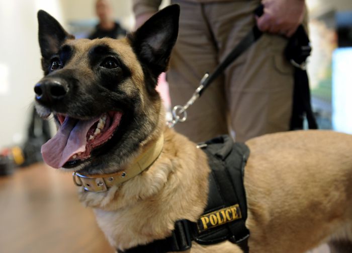 Αρκαδία | Αστυνομικός σκύλος εντόπισε ηρωίνη και κάνναβη μέσα σε αυτοκίνητο!