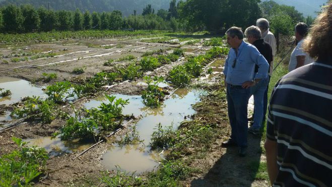 &Sigma;&epsilon; &Rho;ί&zeta;&epsilon;&sigmaf; &kappa;&alpha;&iota; &Zeta;&epsilon;&upsilon;&gamma;&omicron;&lambda;&alpha;&tau;&iota;ό &kappa;&lambda;&iota;&mu;ά&kappa;&iota;&omicron; &tau;&eta;&sigmaf; &Lambda;&alpha;ϊ&kappa;ή&sigmaf; &Epsilon;&nu;ό&tau;&eta;&tau;&alpha;&sigmaf; (&epsilon;&iota;&kappa;ό&nu;&epsilon;&sigmaf;)