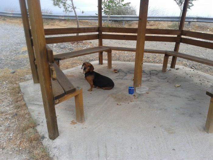 Σκυλάκι έχει εγκαταλειφθεί στη Σαμπατική Κυνουρίας ... (εικόνες)