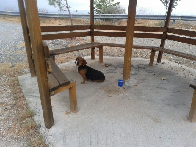 Σκυλάκι έχει εγκαταλειφθεί στη Σαμπατική Κυνουρίας ... (εικόνες)