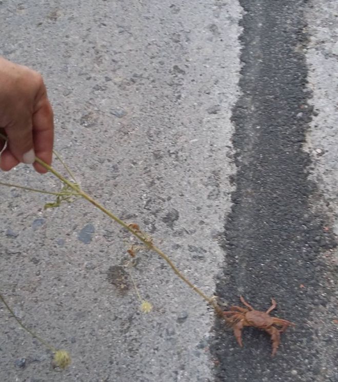 &Omicron; ... &kappa;ά&beta;&omicron;&upsilon;&rho;&alpha;&sigmaf; &tau;&eta;&sigmaf; &Zeta;ά&tau;&omicron;&upsilon;&nu;&alpha;&sigmaf;! (&epsilon;&iota;&kappa;ό&nu;&epsilon;&sigmaf;)