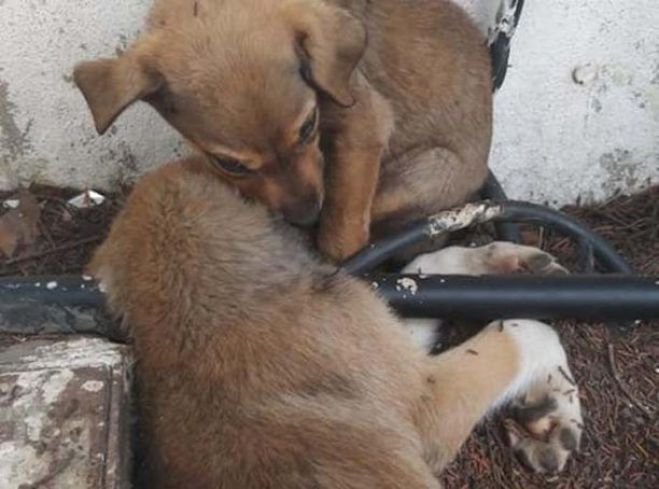 &Tau;&rho;ί&pi;&omicron;&lambda;&eta; | Έ&kappa;&kappa;&lambda;&eta;&sigma;&eta; &gamma;&iota;&alpha; &tau;&omicron; &kappa;&omicron;&upsilon;&tau;ά&beta;&iota; &pi;&omicron;&upsilon; &sigma;&tau;έ&kappa;&epsilon;&tau;&alpha;&iota; &sigma;&tau;&omicron; &pi;&lambda;ά&iota; &tau;&eta;&sigmaf; &nu;&epsilon;&kappa;&rho;ή&sigmaf; &mu;ά&nu;&alpha;&sigmaf; &tau;&omicron;&upsilon; ...