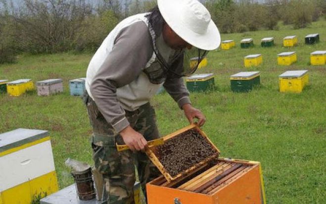 Επιδοτούμενες δράσεις για τους μελισσοκόμους στην Αρκαδία