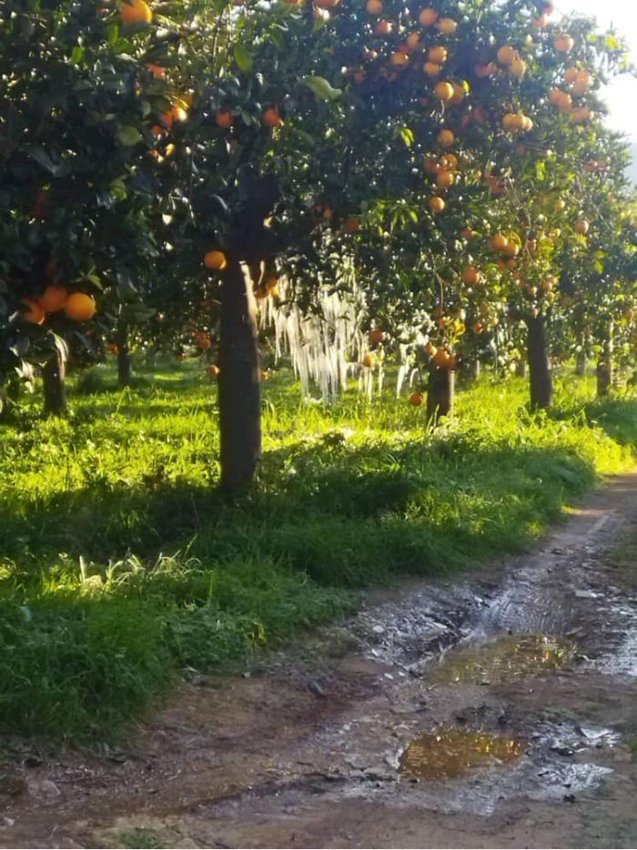 &Epsilon;&pi;ί&kappa;&alpha;&iota;&rho;&eta; &epsilon;&rho;ώ&tau;&eta;&sigma;&eta; &alpha;&pi;ό &tau;&eta;&nu; &Sigma;&pi;&upsilon;&rho;&iota;&delta;ά&kappa;&omicron;&upsilon; &gamma;&iota;&alpha; &tau;&iota;&sigmaf; &zeta;&eta;&mu;&iota;έ&sigmaf; &tau;&omicron;&upsilon; &pi;&alpha;&gamma;&epsilon;&tau;&omicron;ύ &sigma;&tau;&eta;&nu; &alpha;&gamma;&rho;&omicron;&tau;&iota;&kappa;ή &pi;&alpha;&rho;&alpha;&gamma;&omega;&gamma;ή