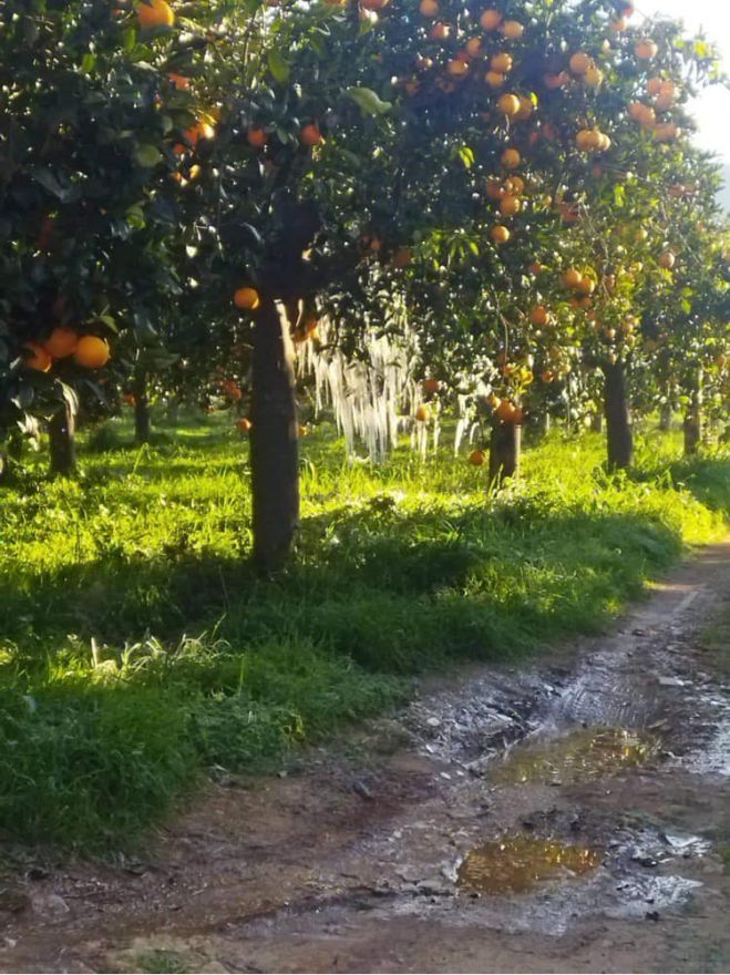 &Epsilon;&pi;ί&kappa;&alpha;&iota;&rho;&eta; &epsilon;&rho;ώ&tau;&eta;&sigma;&eta; &alpha;&pi;ό &tau;&eta;&nu; &Sigma;&pi;&upsilon;&rho;&iota;&delta;ά&kappa;&omicron;&upsilon; &gamma;&iota;&alpha; &tau;&iota;&sigmaf; &zeta;&eta;&mu;&iota;έ&sigmaf; &tau;&omicron;&upsilon; &pi;&alpha;&gamma;&epsilon;&tau;&omicron;ύ &sigma;&tau;&eta;&nu; &alpha;&gamma;&rho;&omicron;&tau;&iota;&kappa;ή &pi;&alpha;&rho;&alpha;&gamma;&omega;&gamma;ή