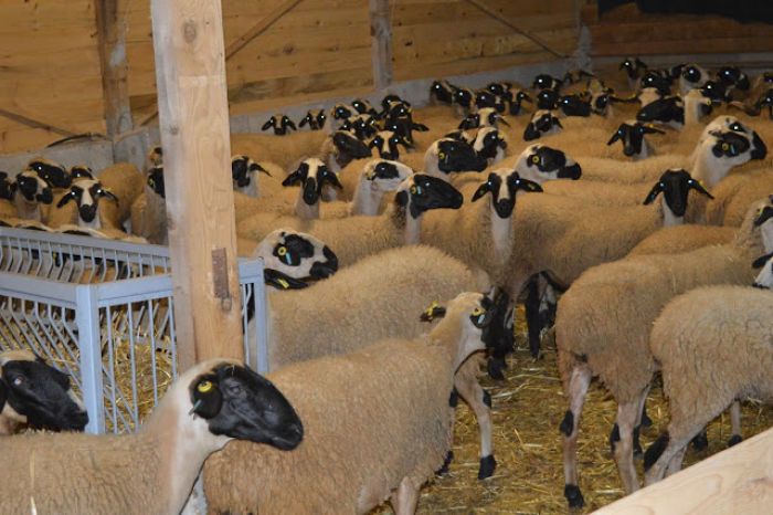 Τρίπολη | Ημερίδα για τις σύγχρονες τάσεις στη διατροφή των αιγοπροβάτων και τα σχέδια βελτίωσης