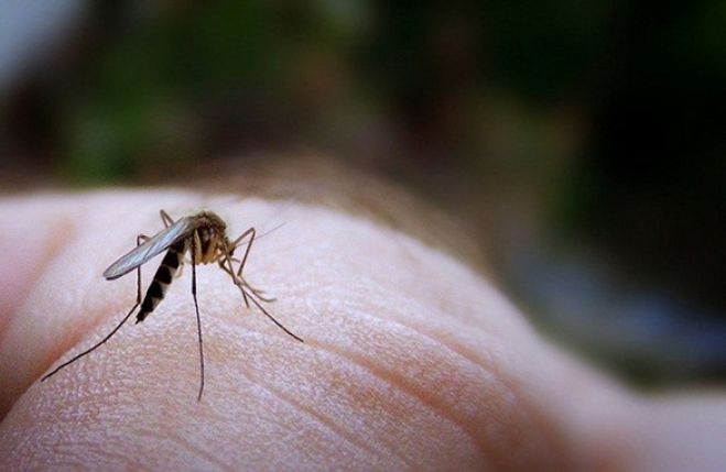 Αυτό είναι το φυσικό κόλπο για να μην σάς τσιμπάνε τα κουνούπια!