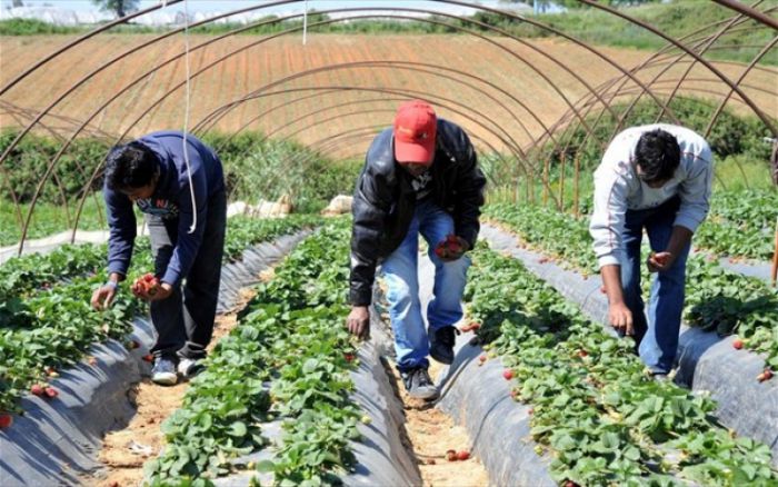 Παράταση στην προθεσμία για υποβολή αιτημάτων για κατά παρέκκλιση μετάκληση εργατών γης