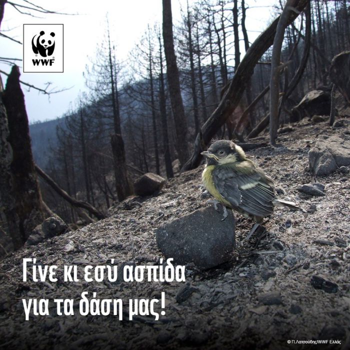 WWF | Έ&nu;&alpha; &mu;ή&nu;&alpha; &mu;&epsilon;&tau;ά &tau;&eta;&nu; έ&nu;&alpha;&rho;&xi;&eta; &tau;&eta;&sigmaf; &alpha;&nu;&tau;&iota;&pi;&upsilon;&rho;&iota;&kappa;ή&sigmaf;, &pi;ό&sigma;&omicron; &pi;&rho;&omicron;&epsilon;&tau;&omicron;&iota;&mu;&alpha;&sigma;&mu;έ&nu;&omicron;&iota; &epsilon;ί&mu;&alpha;&sigma;&tau;&epsilon;;