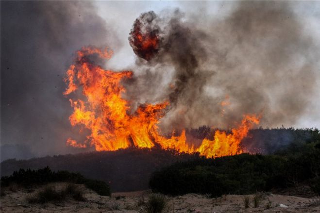 Δάσος Στροφυλιάς | Έγινε καμένη γη ... από «Διαμάντι της Πελοποννήσου»