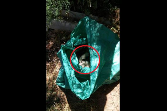 Λακωνία: Νεογέννητα γατάκια βρέθηκαν πεταμένα σε ρέμα, μέσα σε σακούλα (vd)