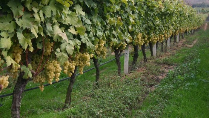 Έ&nu;&alpha; &pi;&alpha;&lambda;&iota;ό &omicron;&rho;&upsilon;&chi;&epsilon;ί&omicron; &sigma;&tau;&omicron; &Alpha;&mu;ύ&nu;&tau;&alpha;&iota;&omicron; &mu;&epsilon;&tau;&alpha;&tau;&rho;έ&pi;&epsilon;&tau;&alpha;&iota; &sigma;&epsilon; &alpha;&mu;&pi;&epsilon;&lambda;ώ&nu;&alpha; 1000 &sigma;&tau;&rho;&epsilon;&mu;&mu;ά&tau;&omega;&nu;!