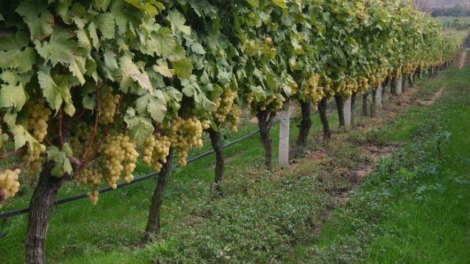 Έ&nu;&alpha; &pi;&alpha;&lambda;&iota;ό &omicron;&rho;&upsilon;&chi;&epsilon;ί&omicron; &sigma;&tau;&omicron; &Alpha;&mu;ύ&nu;&tau;&alpha;&iota;&omicron; &mu;&epsilon;&tau;&alpha;&tau;&rho;έ&pi;&epsilon;&tau;&alpha;&iota; &sigma;&epsilon; &alpha;&mu;&pi;&epsilon;&lambda;ώ&nu;&alpha; 1000 &sigma;&tau;&rho;&epsilon;&mu;&mu;ά&tau;&omega;&nu;!