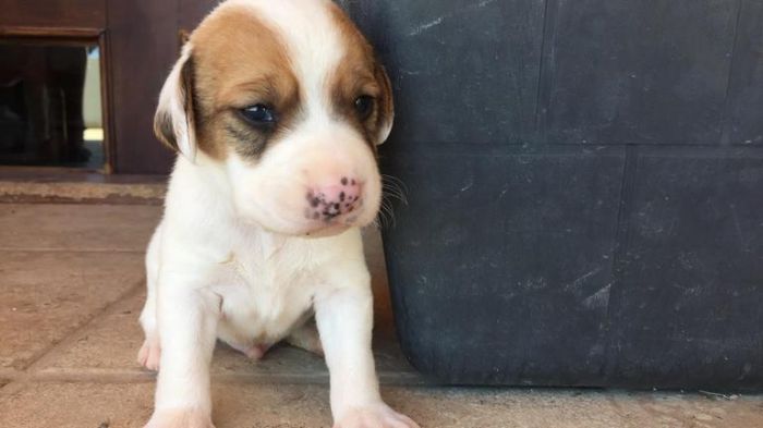 &Kappa;&rho;ή&tau;&eta; | &Sigma;&tau;&omicron;&nu; &epsilon;&iota;&sigma;&alpha;&gamma;&gamma;&epsilon;&lambda;έ&alpha; &kappa;&upsilon;&nu;&eta;&gamma;ό&sigmaf; &gamma;&iota;&alpha; &tau;&eta;&nu; &kappa;&alpha;&kappa;&omicron;&pi;&omicron;ί&eta;&sigma;&eta; &pi;έ&nu;&tau;&epsilon; &kappa;&omicron;&upsilon;&tau;&alpha;&beta;&iota;ώ&nu;