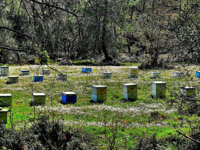 Επιδοτούμενες δράσεις Μελισσοκομίας έτους 2025