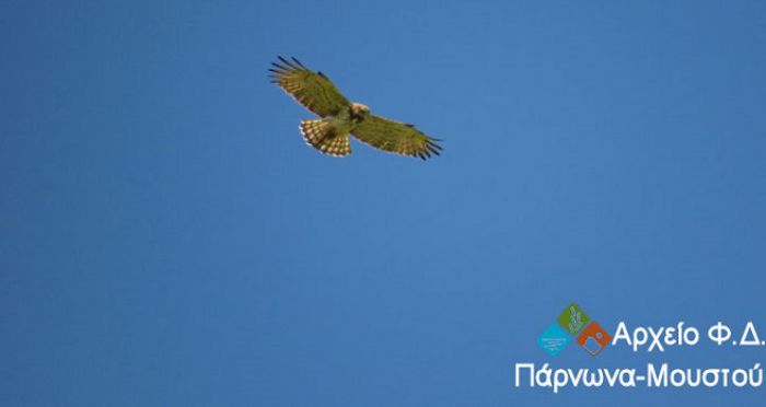 Φιδαετός στην προστατευόμενη περιοχή Πάρνωνα - Μουστού