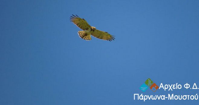 Φιδαετός στην προστατευόμενη περιοχή Πάρνωνα - Μουστού